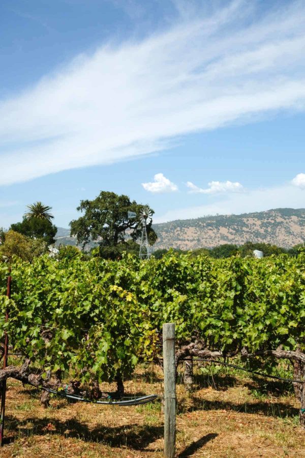 robert mondavi winery