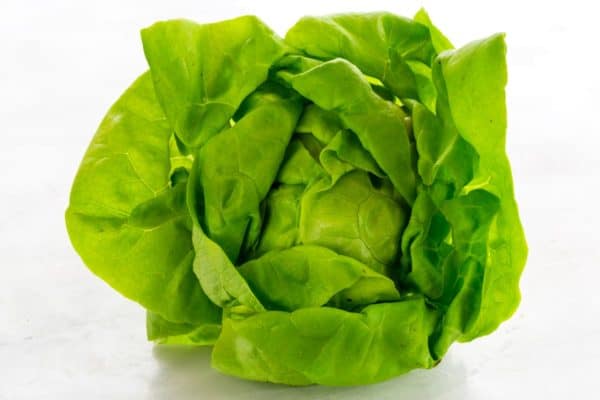 Butterhead Lettuce.